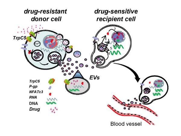 我校癌症耐药研究新成果在《PNAS》上发表